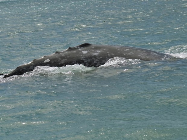 whale watchers can look for various species on oregon whale watchers can look for various species on oregon