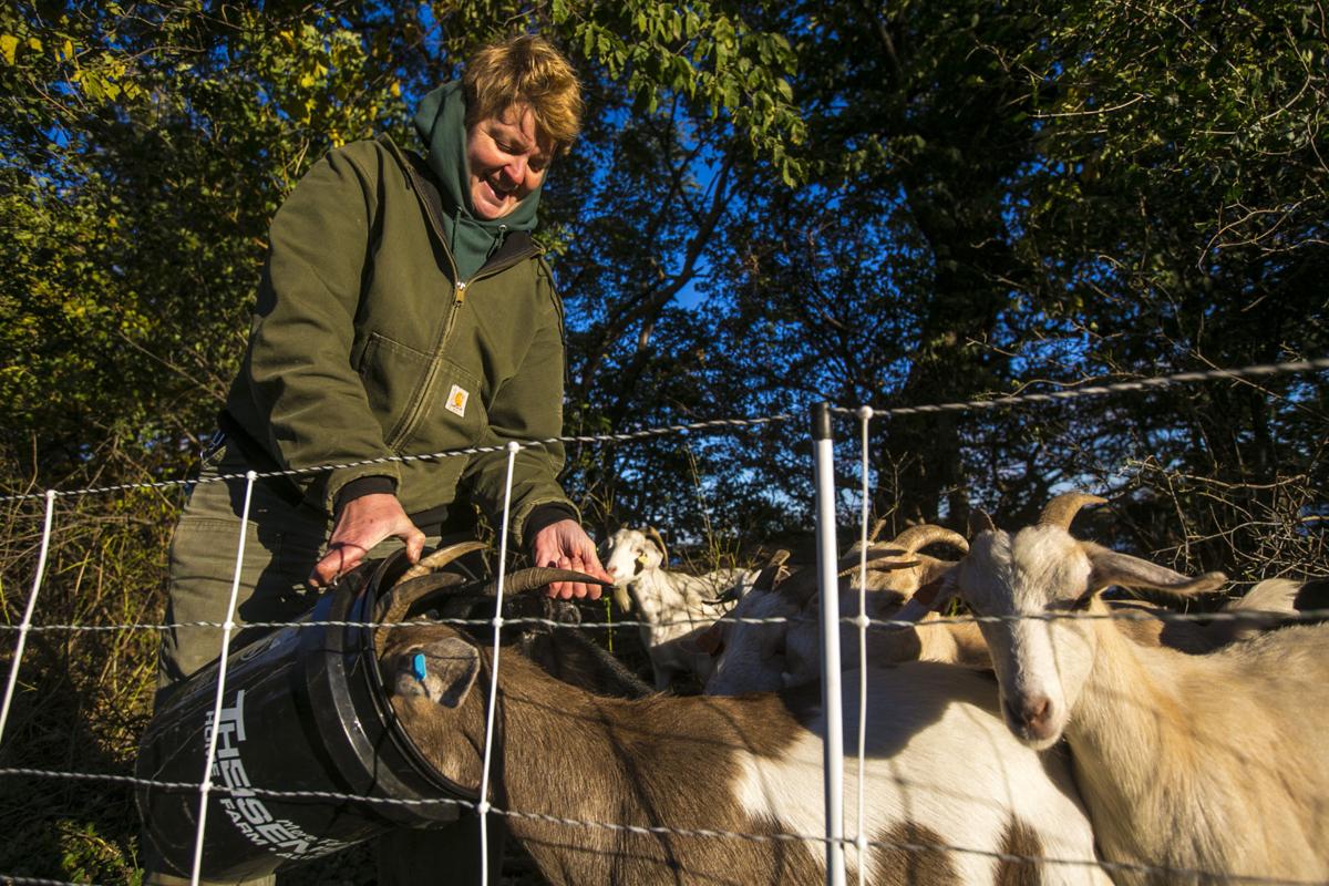 Goats 1