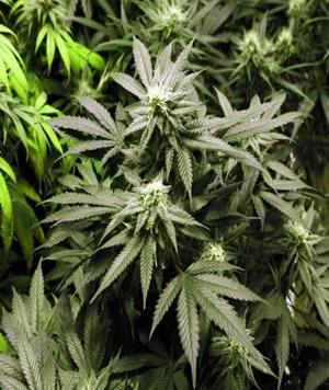 Proposal for legal pot still faces hurdles
