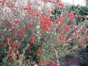 vines by and flowers tracy Native into garden the plants  Golden invite pollinators  State