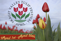 Skagit Valley Tulip Festival