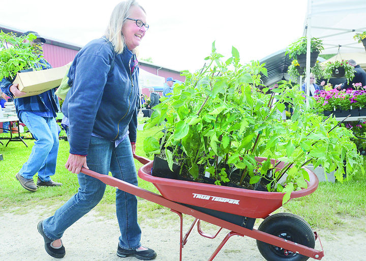 <p>LaDonna Krautkremer of Anacortes wheels 17 tomato plants to her car Saturday morning. Tomato plants are the main attraction of the Master Gardeners Plant Sale, held annually the day before Mother's Day at the Skagit County Fairgrounds.</p>
