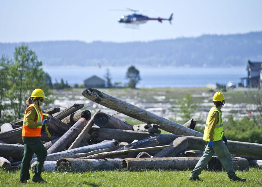 Tons of creosote logs removed from Elger Bay estuary 1 Tons of creosote logs removed from Elger Bay estuary