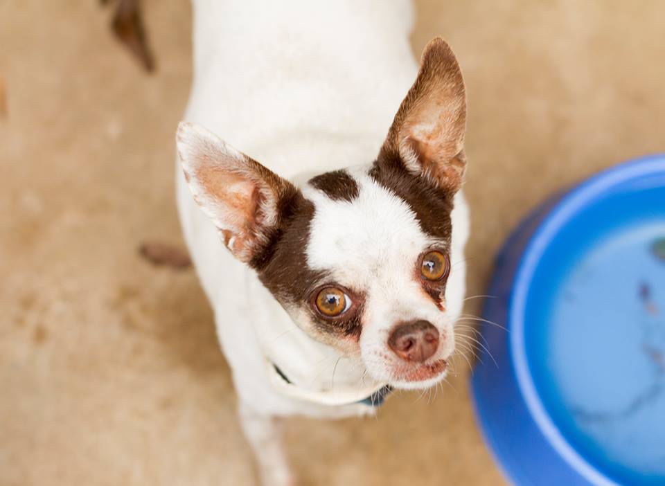 Does Eating Dog Food Make You Sick Does Eating Dog Food Make You Sick