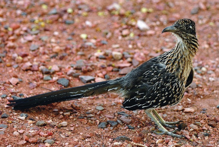 Desert Denizens The fleetfooted roadrunner is one impressive predator