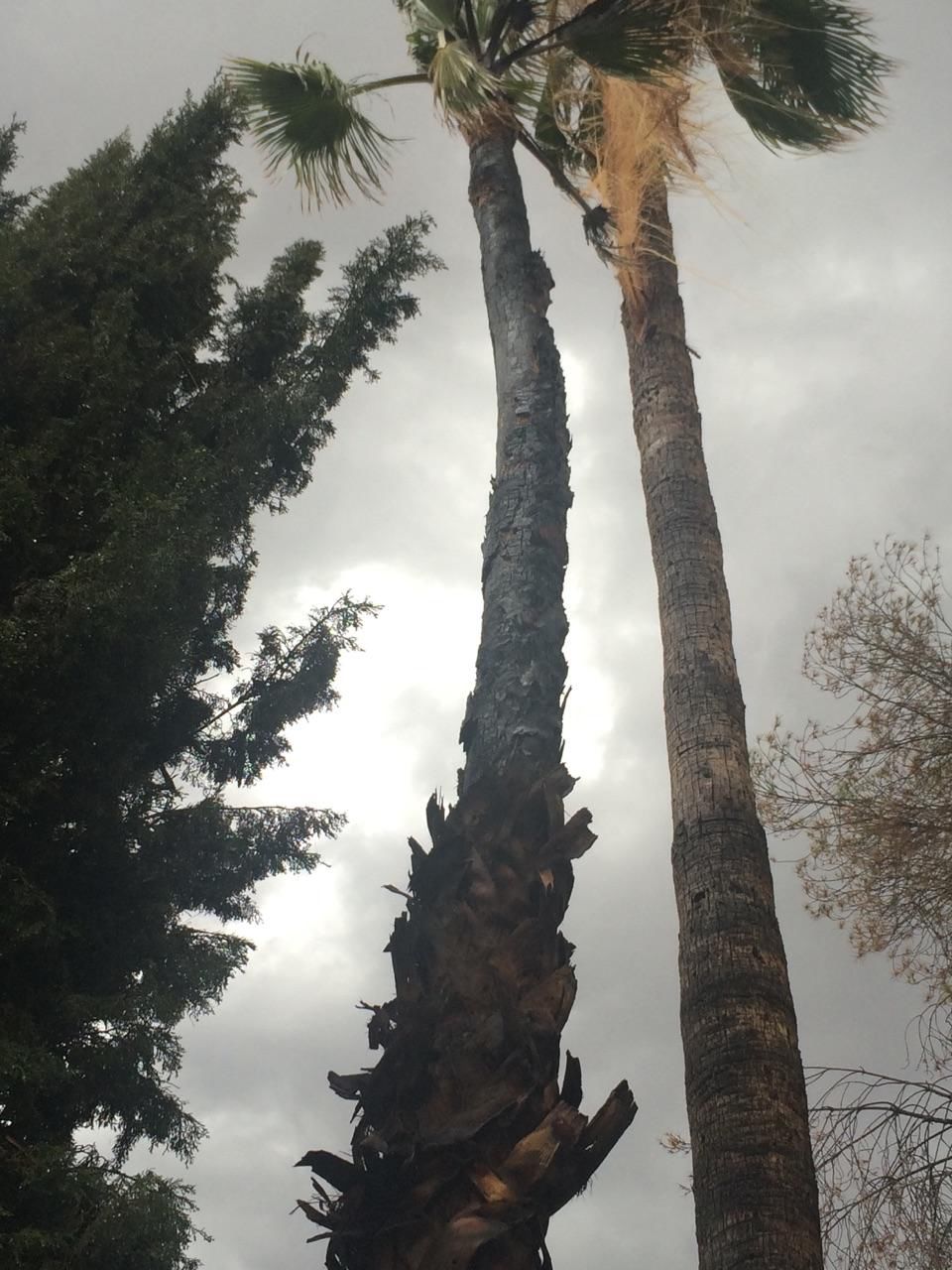 Lightning Strikes Palm Tree Local News Stories 