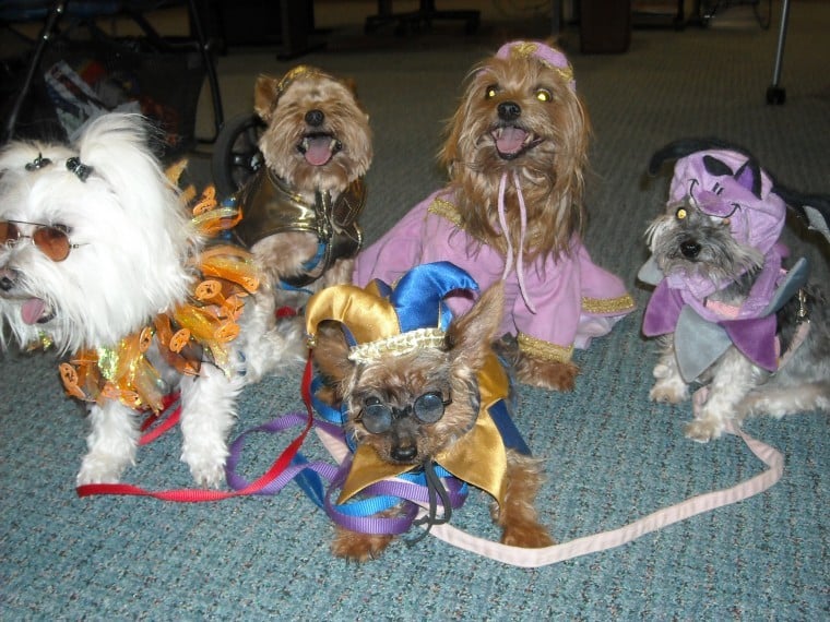 Five pups belonging to Judy Chisholm are dressed in their Halloween best for