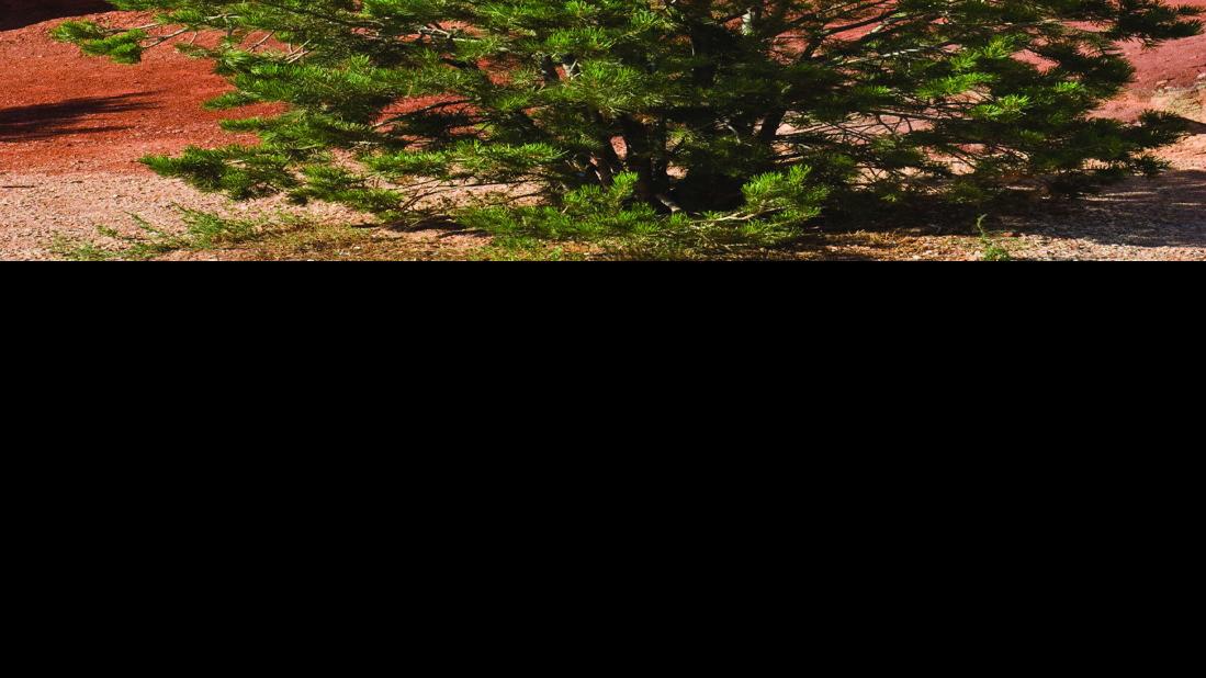 Meet the Pinyon Pine tree Features