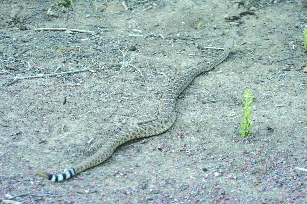 Photos Wildlife in Lake Havasu City Galleries