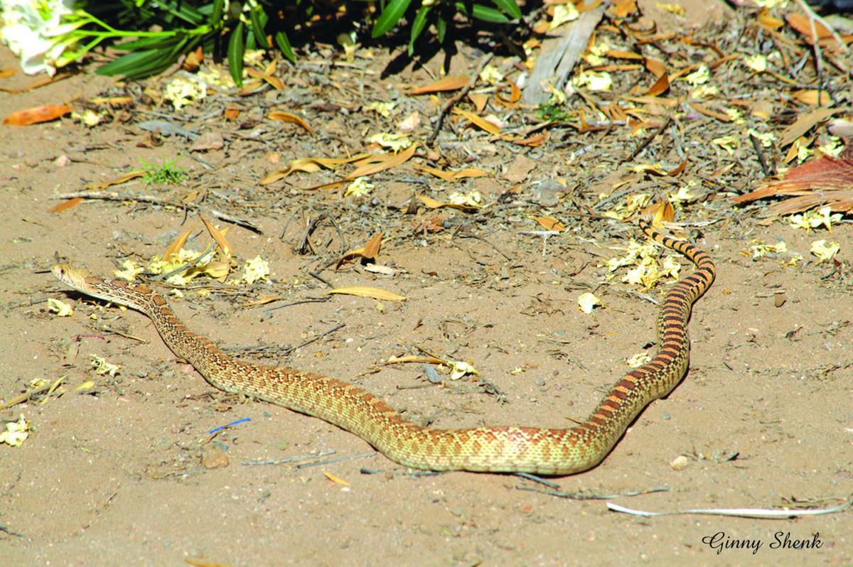 Photos Wildlife in Lake Havasu City Galleries