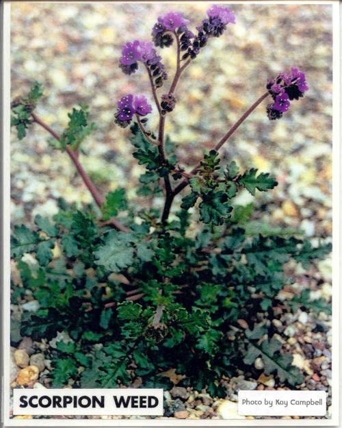 Scorpion weed