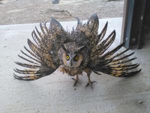 Montana Birding: Unsuspecting danger for owls and other cavity nesters