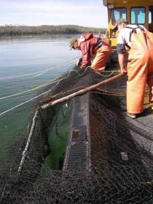 Yellowstone National Park increases lake trout kill