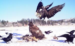 Hidden camera project lets citizen scientists track eagles in the Bitterroot