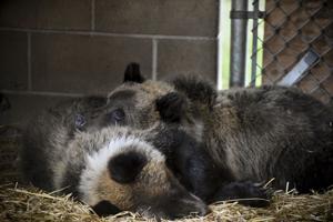 Maryland Zoo now home for 2 grizzly bear cubs from Montana