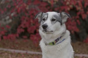 Pet of the Week: Oliver's Christmas wish: A family to call his own