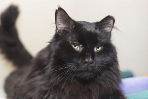 Pet of the Week: You're probably wondering why I'm here