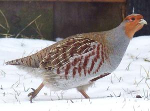 Tales and Trails: Signs of early spring
