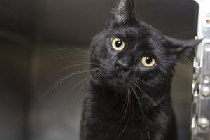 Pet of the Week: Special event today for Malcolm and friends