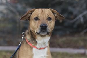 Pet of the Week: Jack embraces spirit of discovery