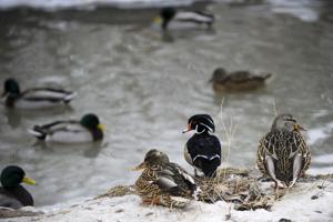 Audubon natural history lecture series focuses on state's hunting, fishing heritage