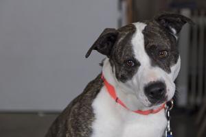 Pet of the Week: Weather got you down? Visit Malibu