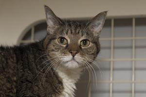 Pet of the Week: Senior animals seek holiday home