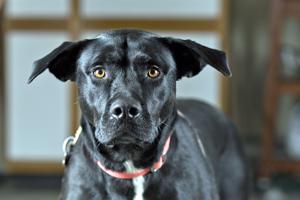 Pet of the Week: Get ready for some cuddles