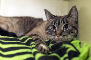 Pet of the Week: Shepard, Bart lead off Christmas countdown