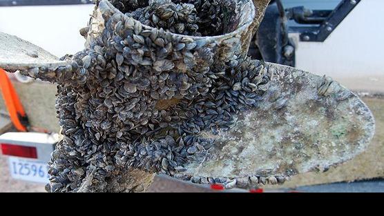 UPDATED: Invasive aquatic mussel larvae detected in Montana | Natural
