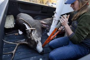 Harvest for elk and mule deer down, whitetails up midway through season