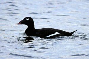 Montana Birding: Unfamiliar to many Montanans, scoters prefer deep water