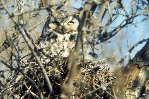 Tales and Trails: Life in winter