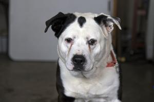 Pet of the Week: Dos is always down