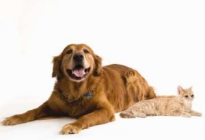 IR seeks pet adoption stories