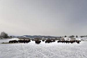 'An island in all this development': Conservation easement protects 150-year-old family ranch near Helena