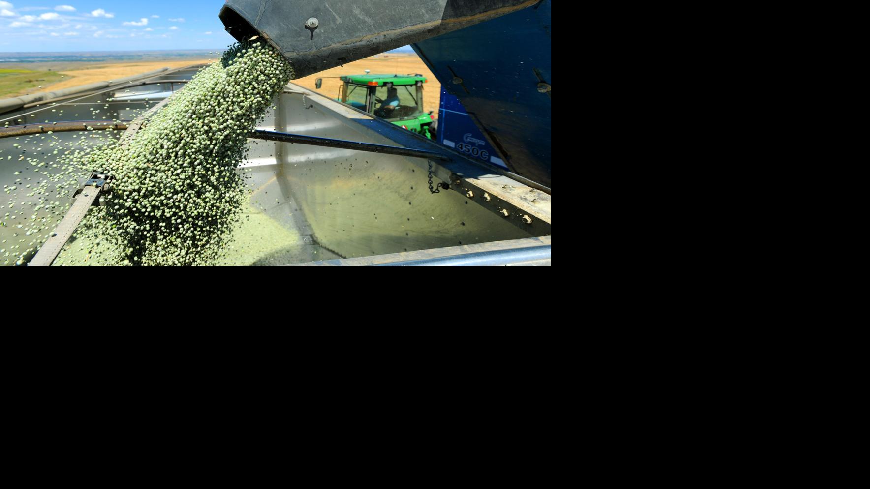 The Technology Standard: Genetic modification or selective breeding - Helena Independent Record