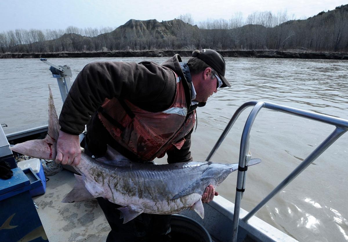 missouri river paddlefish washes over fort peck dam, caught 6