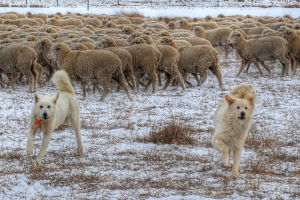 Wild and domestic sheep advocates seek common ground at symposium