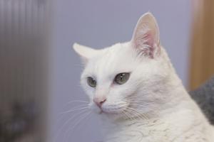 Pet of the Week: Mellow Pepper has plenty of pep