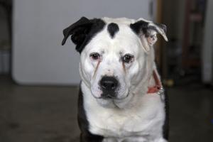 Pet of the Week: A dose of Dos to cure winter blues