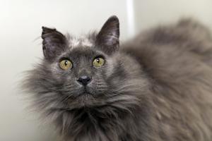 Pet of the Week: Mastering the fine art of relaxation