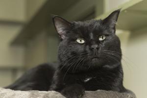 Pet of the Week: Easygoing Luther born to relax