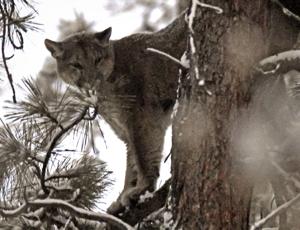 Authorities investigating reported mountain lion sighting on Helena's west side