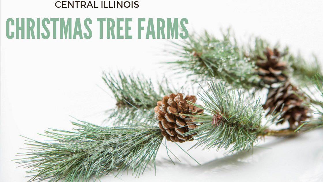 where to buy your christmas tree in central illinois where to buy your christmas tree in central illinois