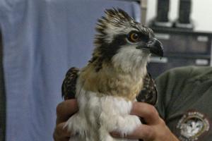 PHOTOS: Illinois Raptor Center assists in Osprey re-introduction