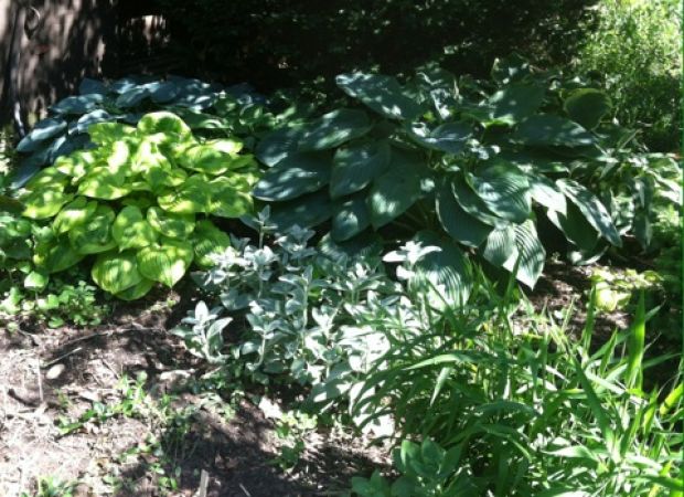 Business : Scott's Lawn & Landscape