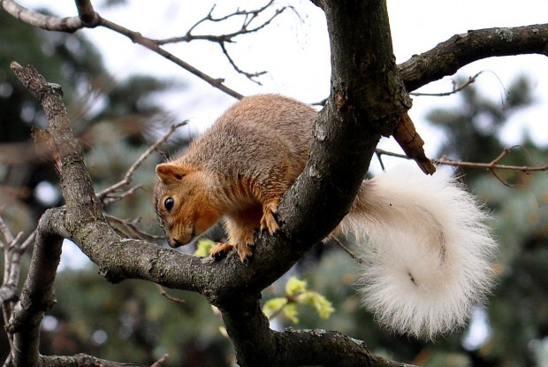 White-tailed Squirrel Brightens Up Spring | Local | Herald-review.com