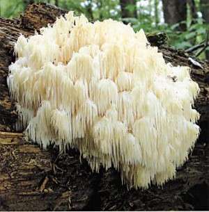 Fall+Mushrooms+in+Illinois 2009-05-28T00:00:00Z Book details edible mushrooms found in Illinois ...