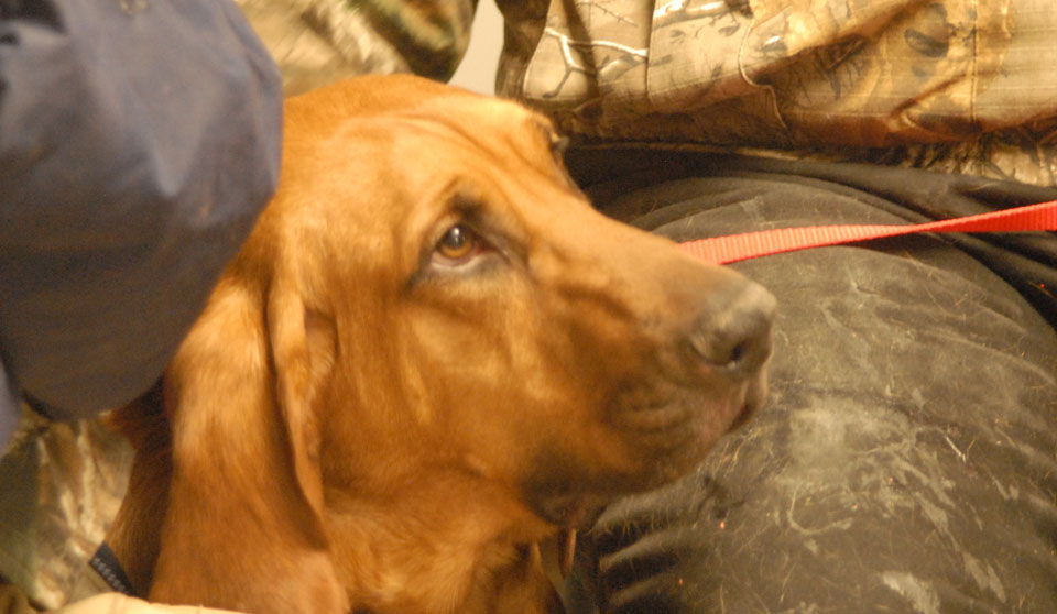 dog owners get free obedience training Pets herald